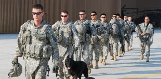 Military Dogs