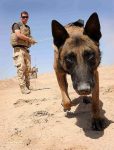 War Dogs