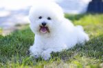 bichon frise 1