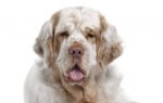 clumber spaniel