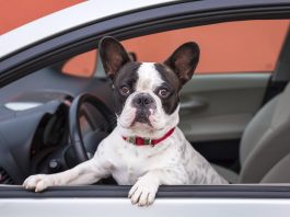 crates and carriers for pets