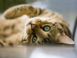 communicating with cats