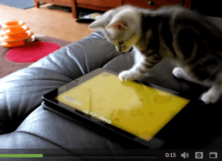 kitten playing with ipad