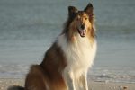 collie