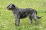 Typical grey Irish Wolfhound