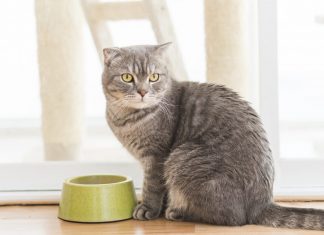 salmonella on cats dish