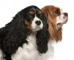 Close-up of Cavalier King Charles Spaniels, 2 and 3 years old, in front of white background