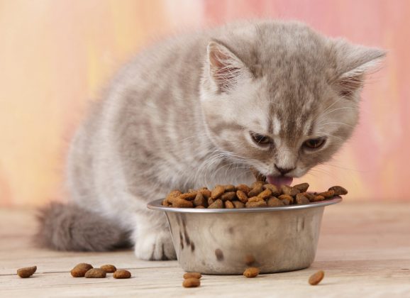 Why Are Cats Picky Eaters?