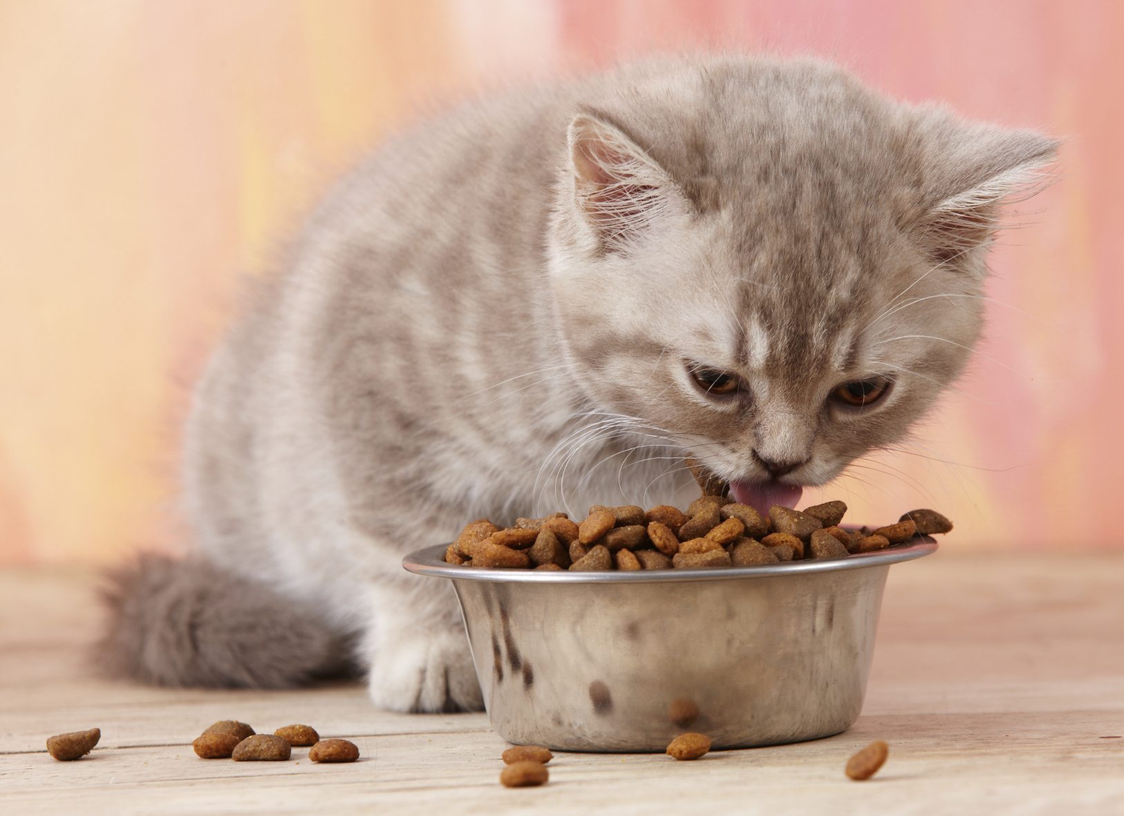 why-are-cats-picky-eaters