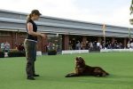 Australia’s Smart Dogs Give Owners Food for Thought