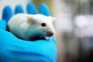 Are the Products You Buy Using Animal Testing?