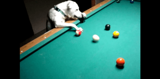 dog playing pool