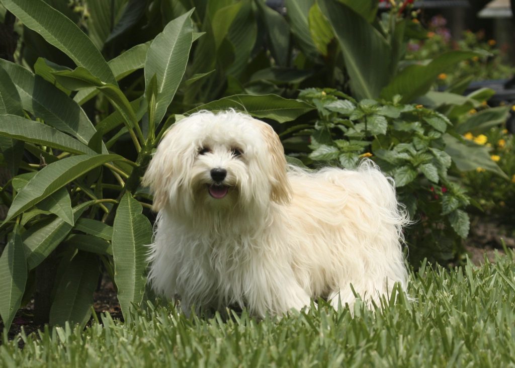 havanese