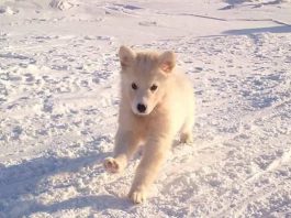 Iqaluit Humane Society