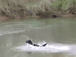 heroic labrador retriever