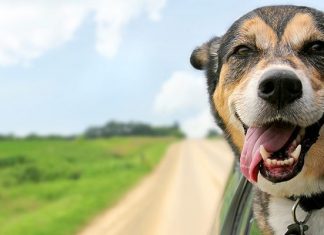 car safety tips pets