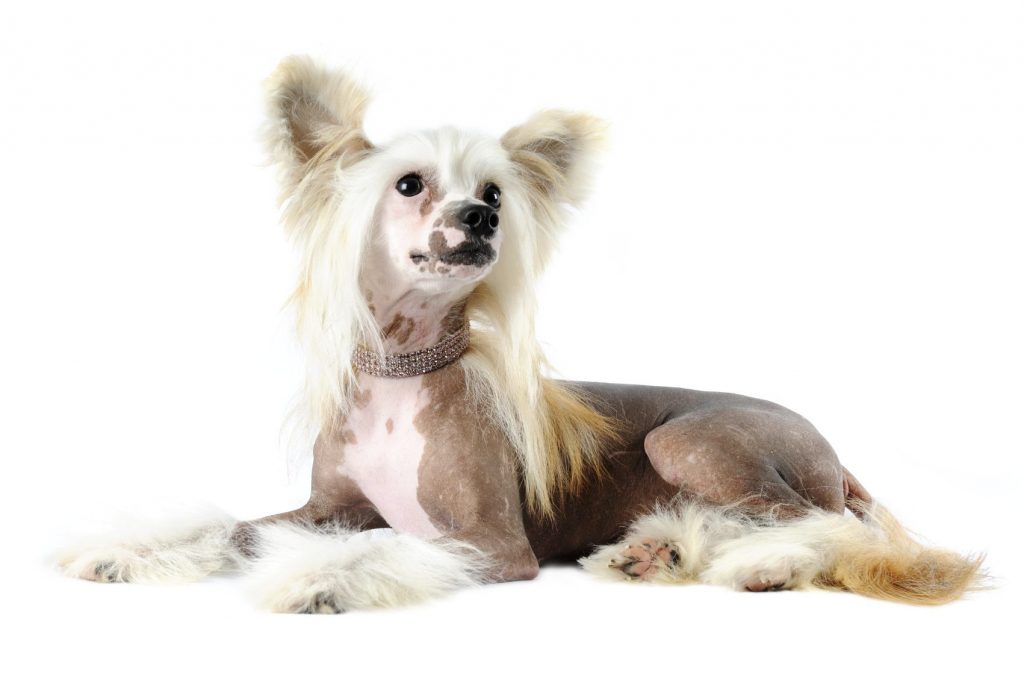 best apartment dogs - Chinese crested chin