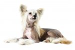 Chinese crested dog portrait isolated on white