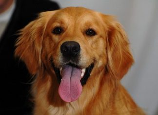 dog adoption, dog diseases