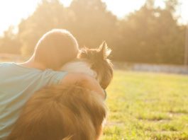 dog cat pet organ donation