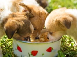 healthy dog food brands