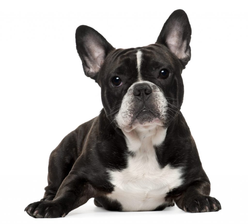 French Bulldog best dogs for apartments 