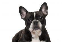 Best dogs for apartments - French Bulldog