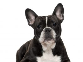 Best dogs for apartments - French Bulldog