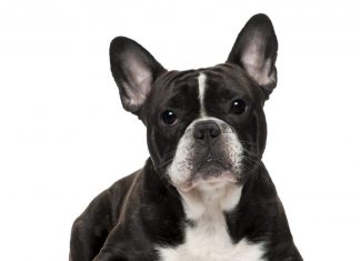 Best dogs for apartments - French Bulldog