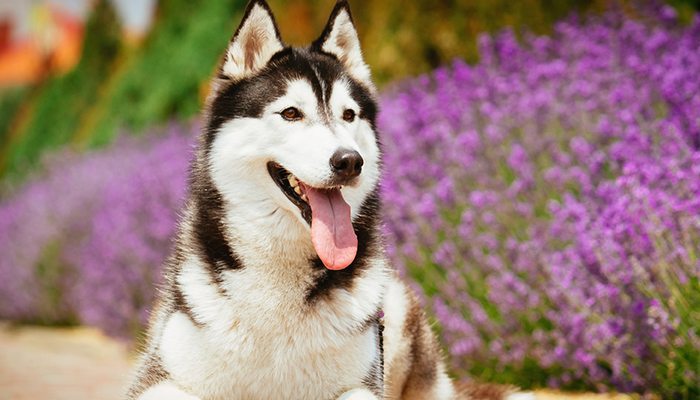 herbs for dogs