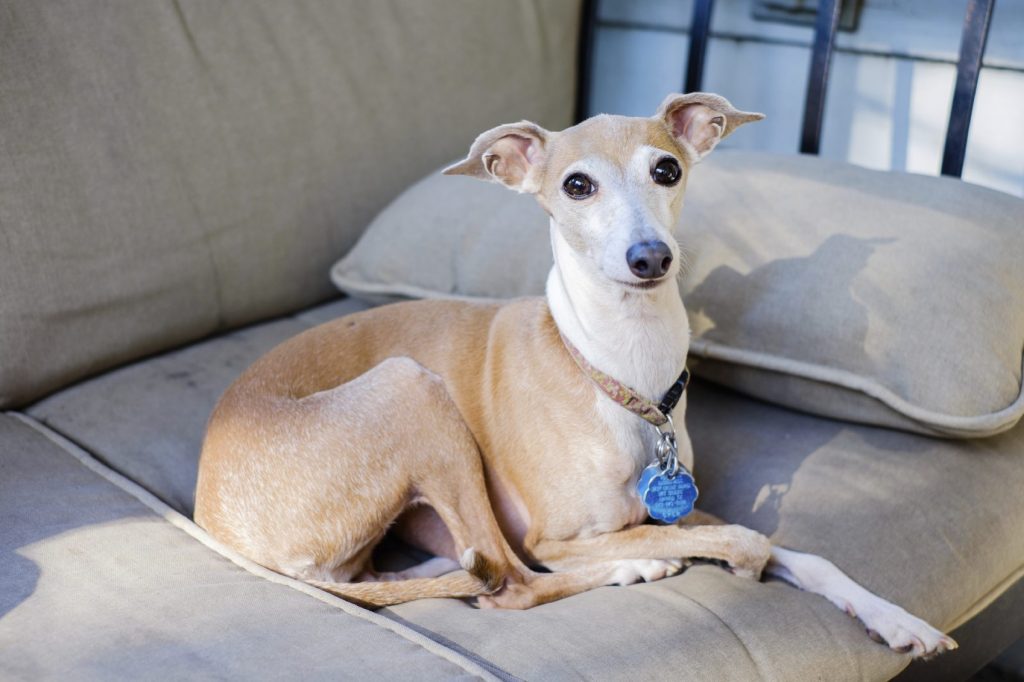 best apartment dogs - italian greyhound