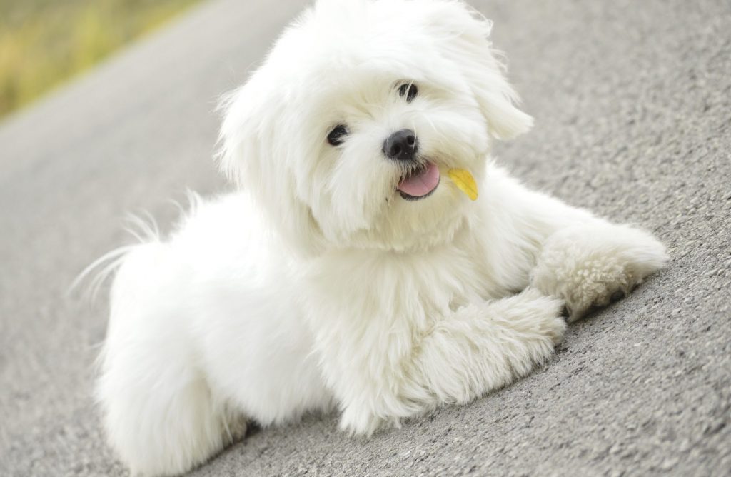 best apartment dogs - maltese dog