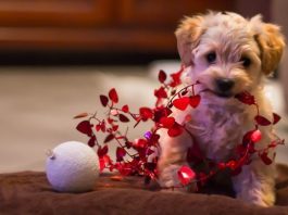 pet gift ideas