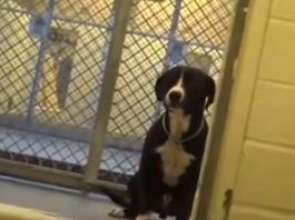 shelter dog Carson Animal Care Center