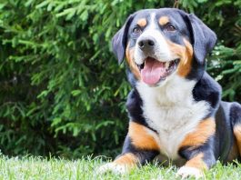 unique dog breeds
