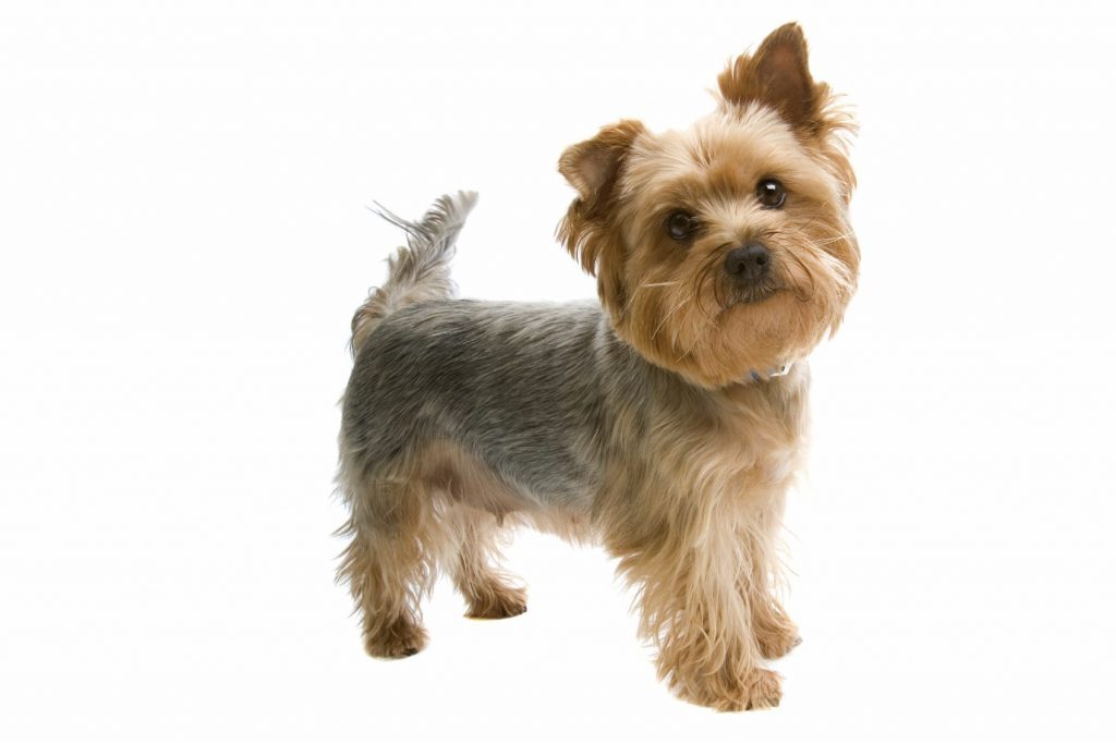 best apartment dogs - yorkshire terrier