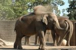 worst zoos in america for elephants