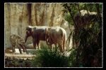 worst zoos in america for elephants oregon