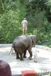 worst zoos in america for elephants