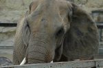 worst zoos in america for elephants