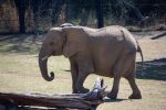 worst zoos for elephants