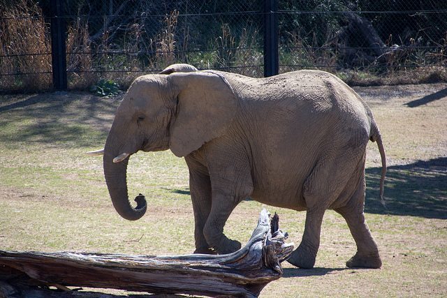 worst zoos for elephants dallas