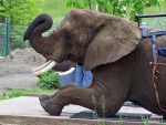 worst zoos for elephants