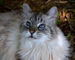 balinese cat hypoallergenic