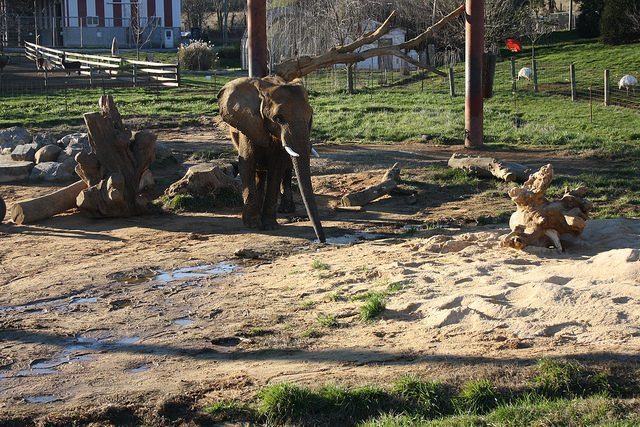 worst zoos in america for elephants