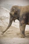 worst zoos in america for elephants