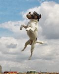 Jack_Russell_catching_ball