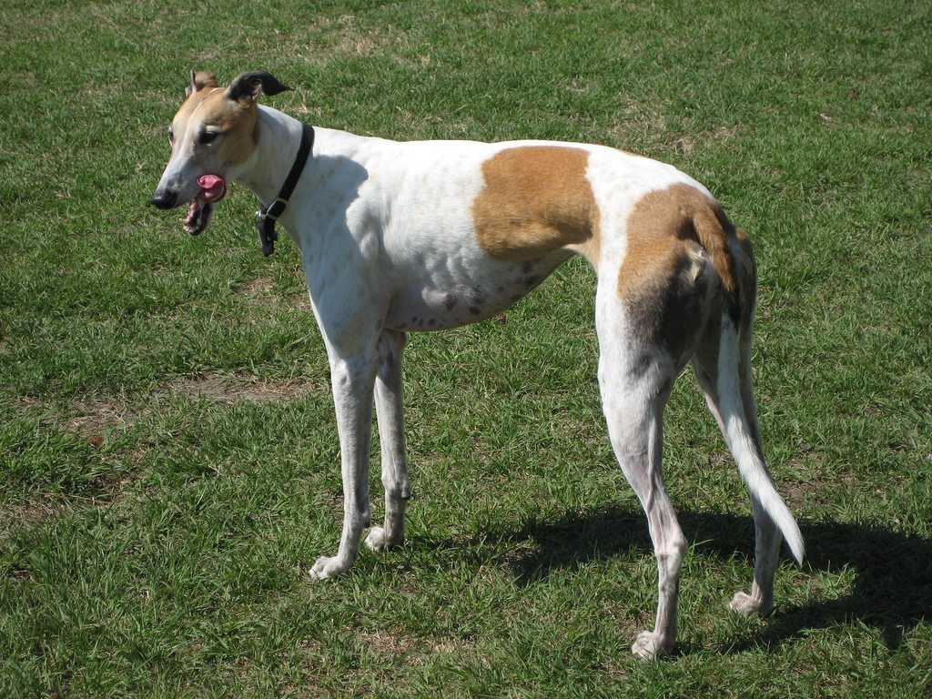 greyhound, fastest dog breed, fast dog breeds