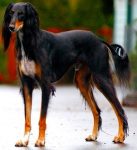 Saluki_dog_breed