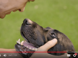 homeless dog video, pet adoption, dog adoption